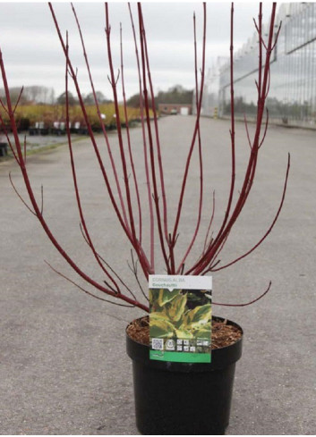 CORNUS alba GOUCHAULTII En pot de 3-4 litres