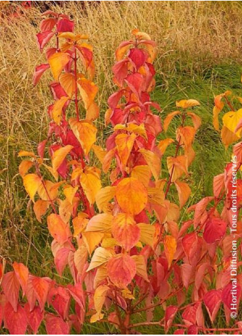 CORNUS sanguinea MAGIC FLAME