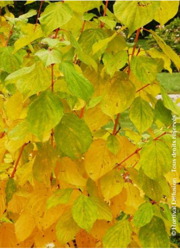 CORNUS sanguinea MAGIC FLAME