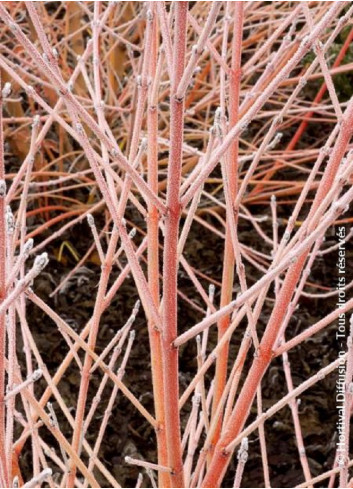 CORNUS sanguinea MIDWINTER FIRE