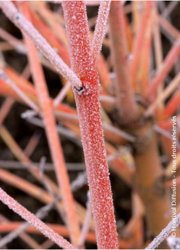 CORNUS sanguinea MIDWINTER FIRE