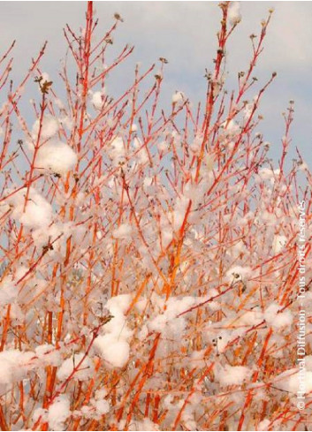 CORNUS sanguinea MIDWINTER FIRE