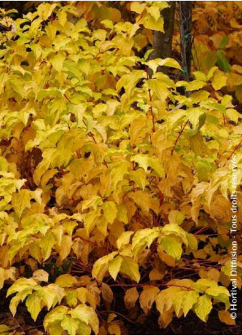 CORNUS sanguinea MIDWINTER FIRE