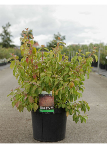 CORNUS sanguinea MIDWINTER FIRE En pot de 10-12 litres