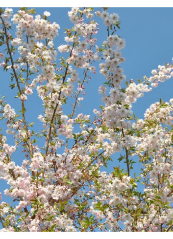 PRUNUS subhirtella AUTUMNALIS