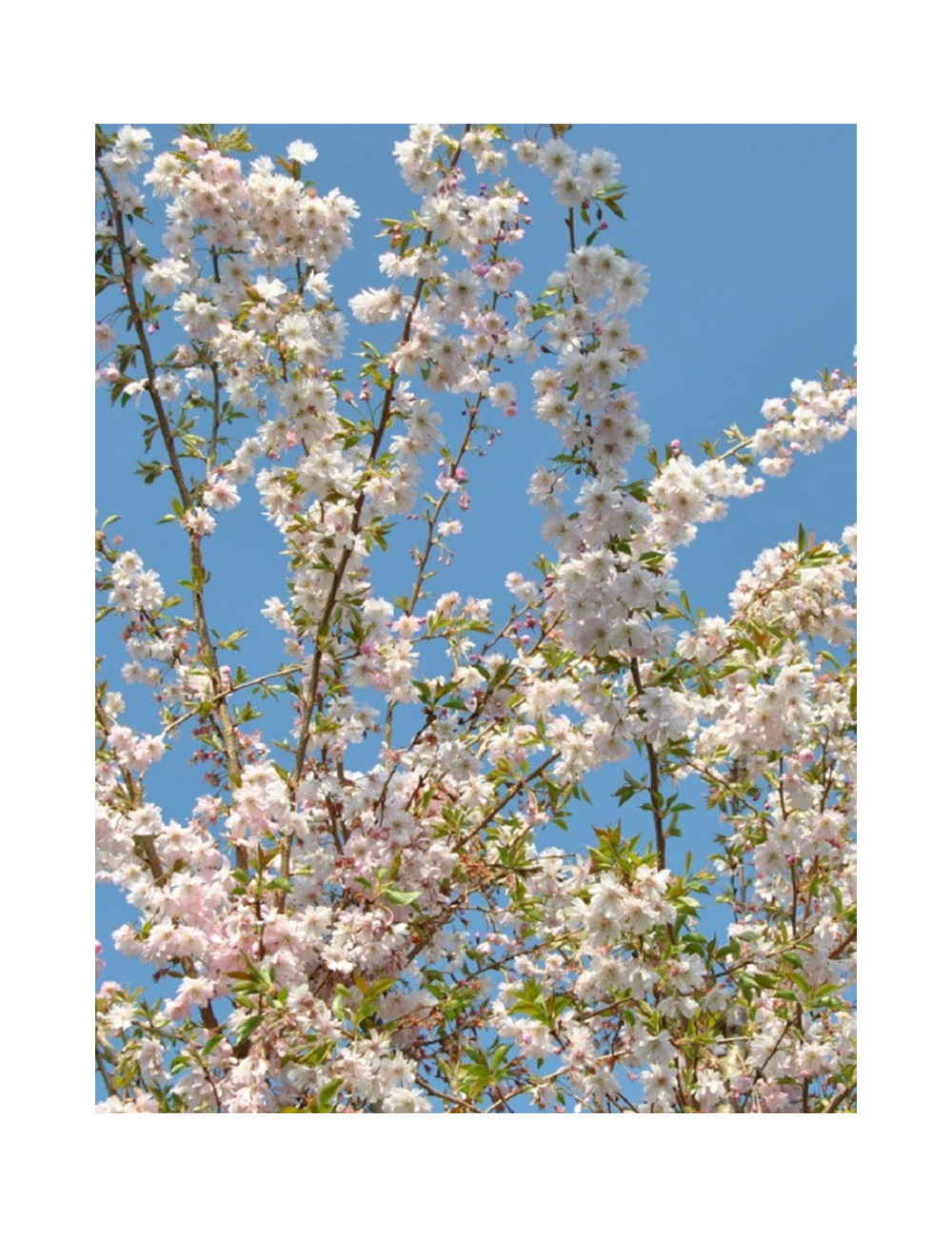 PRUNUS subhirtella AUTUMNALIS