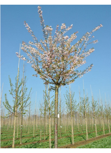 PRUNUS subhirtella AUTUMNALIS