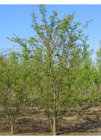 PRUNUS subhirtella AUTUMNALIS