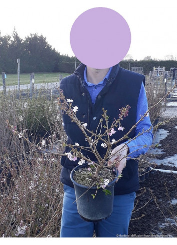 PRUNUS subhirtella AUTUMNALIS En pot de 4-5 litres