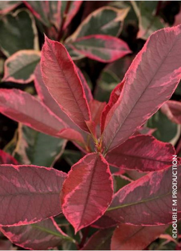 PHOTINIA fraseri PINK MARBLE