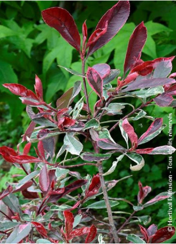 PHOTINIA fraseri PINK MARBLE