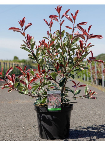 PHOTINIA fraseri PINK MARBLE En pot de 7-10 litres