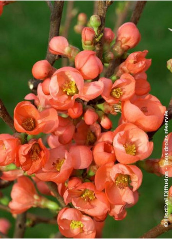 CHAENOMELES speciosa FRIESDORFER