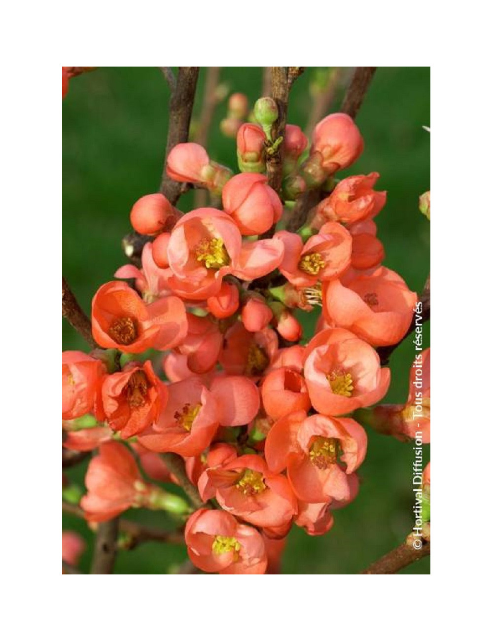 CHAENOMELES speciosa FRIESDORFER