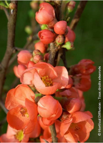 CHAENOMELES speciosa FRIESDORFER