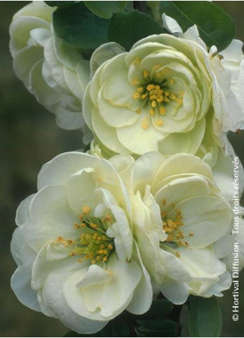 CHAENOMELES speciosa KINSHIDEN