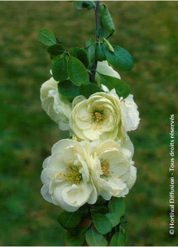 CHAENOMELES speciosa KINSHIDEN