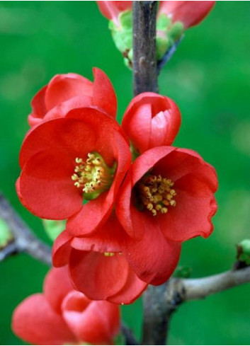 CHAENOMELES speciosa RUBRA