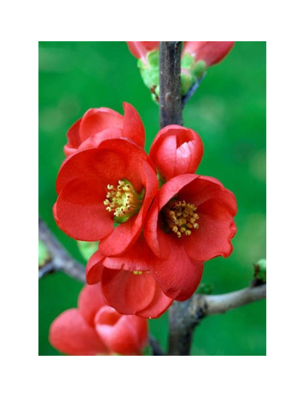 CHAENOMELES speciosa RUBRA