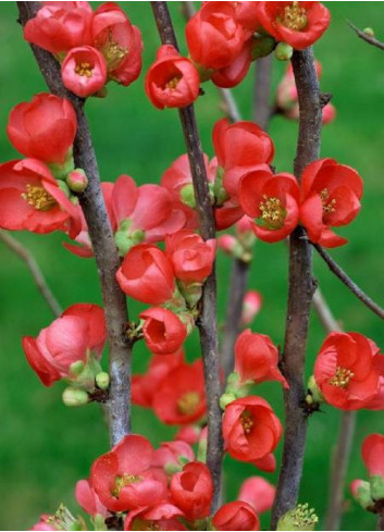 CHAENOMELES speciosa RUBRA