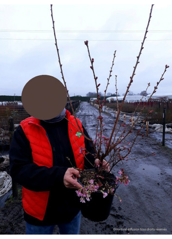 PRUNUS OKAME En pot de 4-5 litres