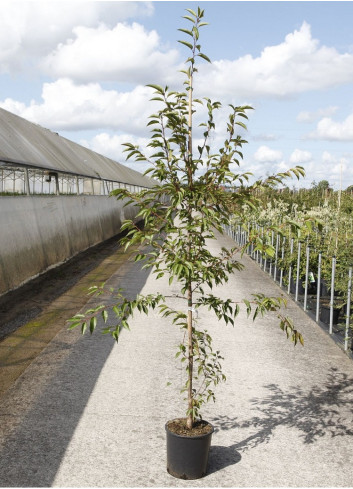 PRUNUS OKAME En pot de 12-15 litres forme baliveau