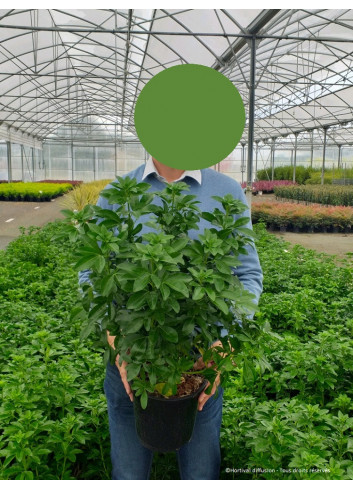 CHOISYA ternata En pot de 4-5 litres