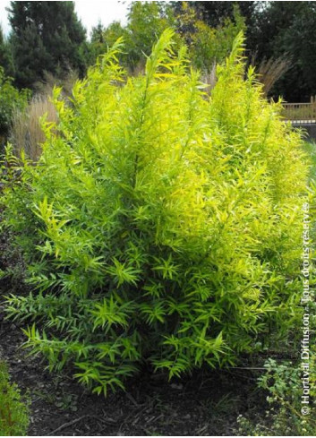 SALIX udensis GOLDEN SUNSHINE