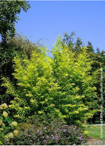 SALIX udensis GOLDEN SUNSHINE