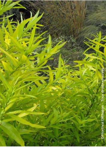 SALIX udensis GOLDEN SUNSHINE