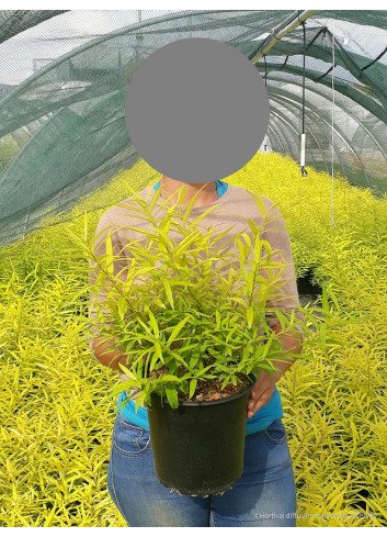 SALIX udensis GOLDEN SUNSHINE En pot de 4-5 litres