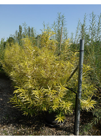 SALIX udensis GOLDEN SUNSHINE En pot de 35-50 litres