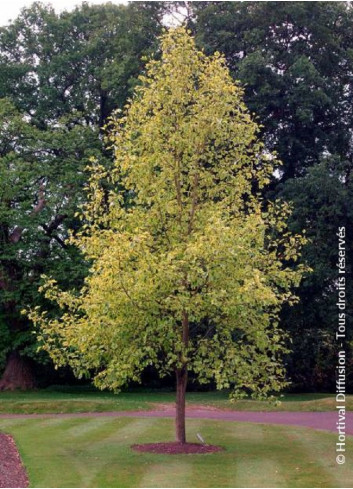 LIRIODENDRON tulipifera AUREOMARGINATUM