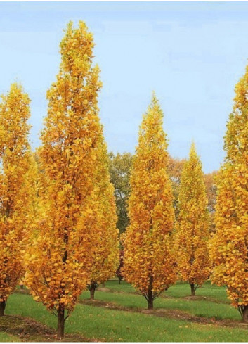 LIRIODENDRON tulipifera FASTIGIATUM