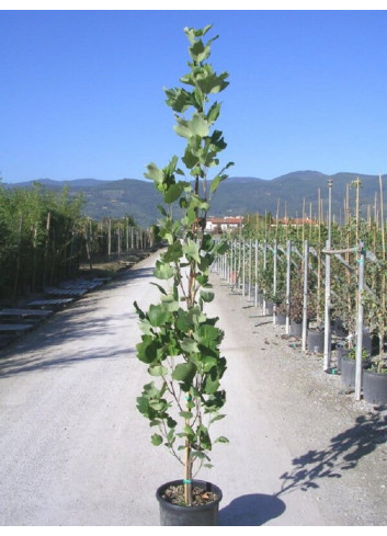 LIRIODENDRON tulipifera FASTIGIATUM En pot de 15-20 litres forme forme baliveau