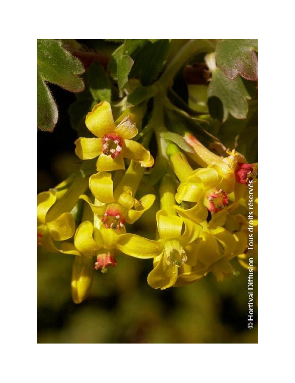 RIBES odoratum