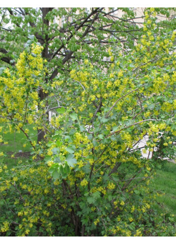 RIBES odoratum