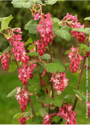 RIBES sanguineum RED BROSS