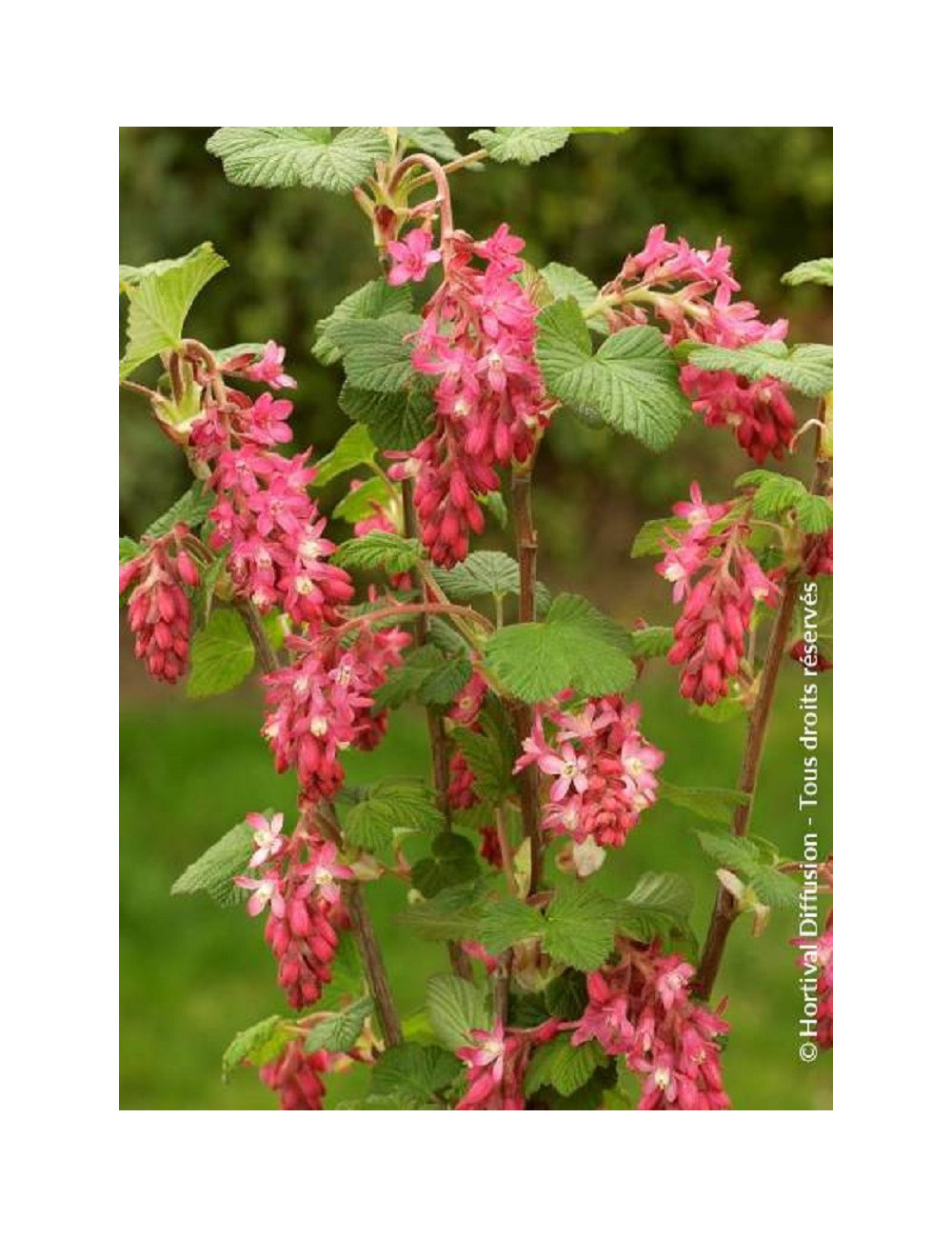 RIBES sanguineum RED BROSS