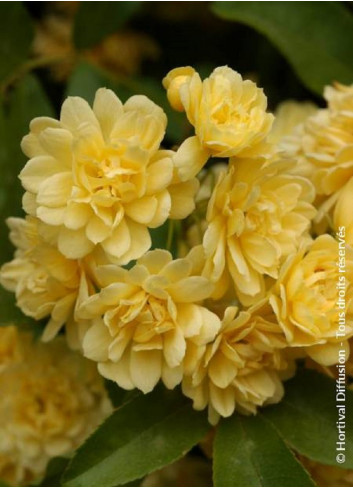 ROSA banksiae LUTEA