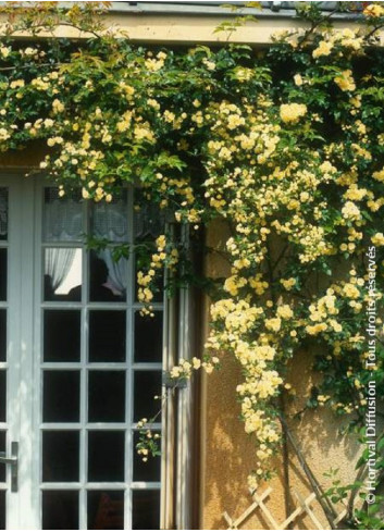 ROSA banksiae LUTEA