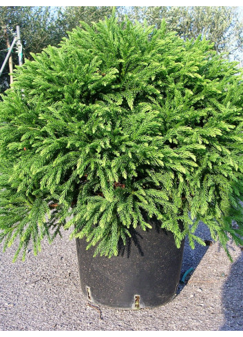 CRYPTOMERIA japonica GLOBOSA