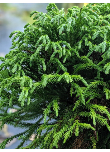 CRYPTOMERIA japonica GLOBOSA