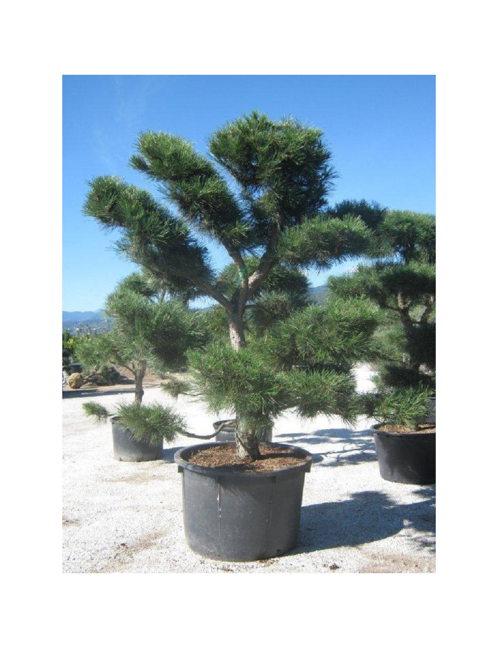 PINUS nigra ssp. nigra