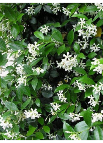 TRACHELOSPERMUM jasminoides