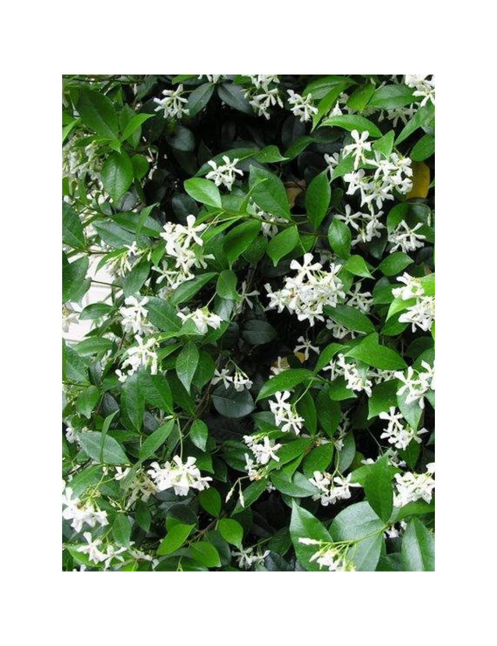 TRACHELOSPERMUM jasminoides