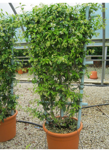 TRACHELOSPERMUM jasminoides En pot forme espalier