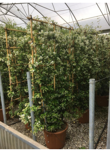 TRACHELOSPERMUM jasminoides En pot forme espalier