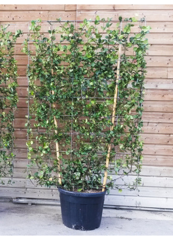 TRACHELOSPERMUM jasminoides En pot forme espalier