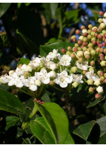 VIBURNUM tinus EVE PRICE